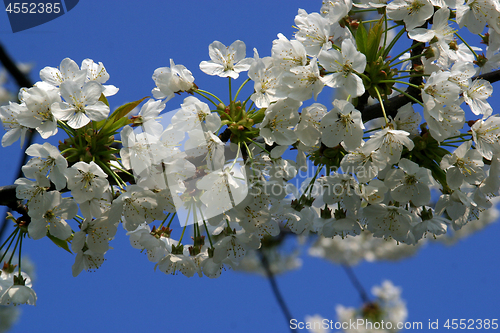 Image of Close up of fruit flowers in the earliest springtime