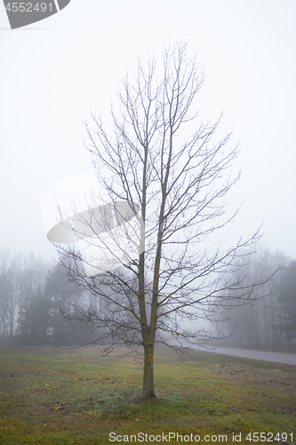 Image of Foggy Forrest