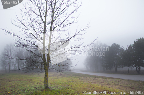 Image of Foggy Forrest