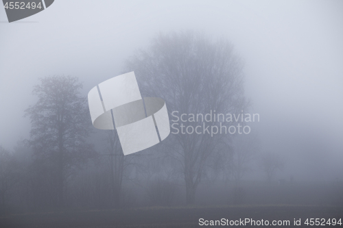 Image of Foggy Forrest