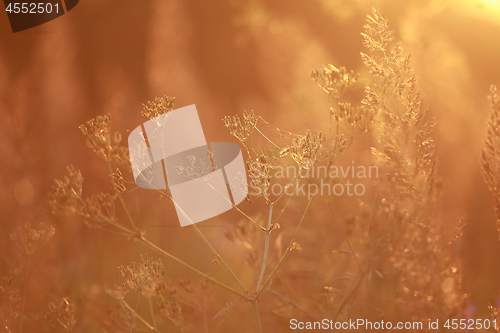 Image of Field at sunset