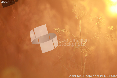 Image of Field at sunset