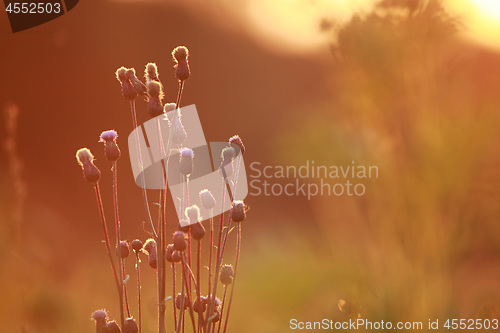 Image of Field at sunset