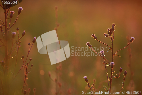 Image of Field at sunset