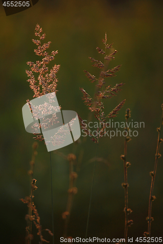 Image of Field at sunset