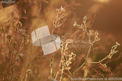 Image of Field at sunset