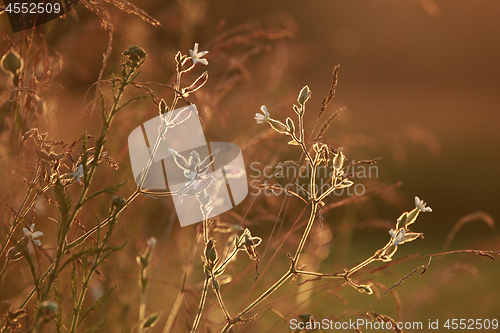 Image of Field at sunset