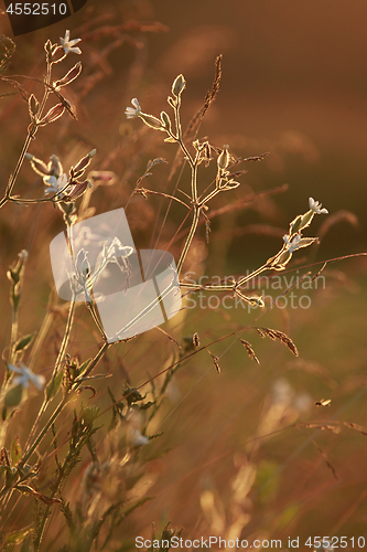 Image of Field at sunset