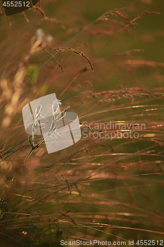 Image of Field at sunset