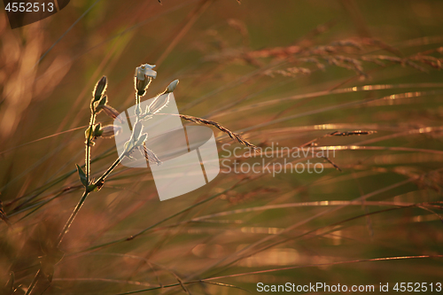 Image of Field at sunset