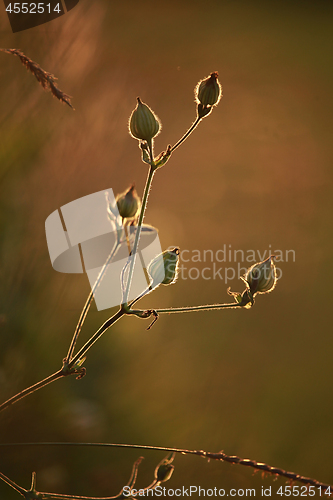 Image of Field at sunset