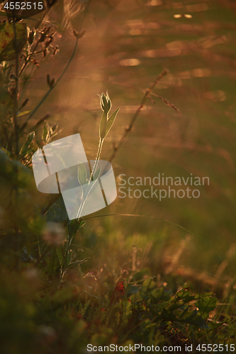 Image of Field at sunset