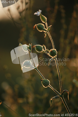 Image of Field at sunset