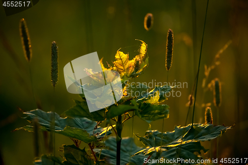 Image of Field at sunset