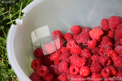 Image of Fresh autumn raspberries in white bowl.