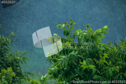 Image of Summer rain. Rain drops in meadow.