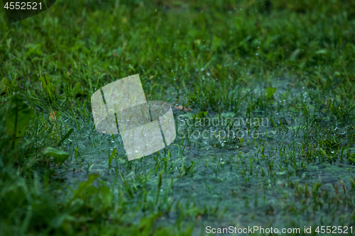 Image of Summer rain. Rain drops in meadow.