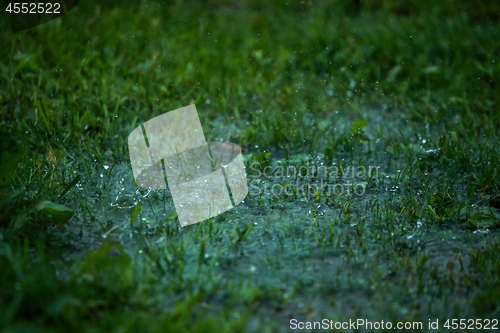 Image of Summer rain. Rain drops in meadow.