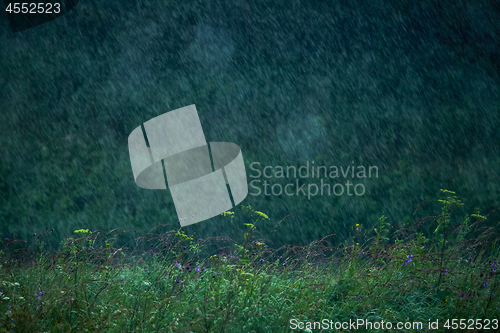 Image of Summer rain. Rain drops in meadow.