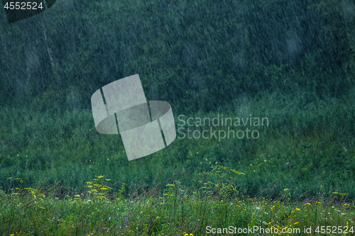 Image of Summer rain. Rain drops in meadow.