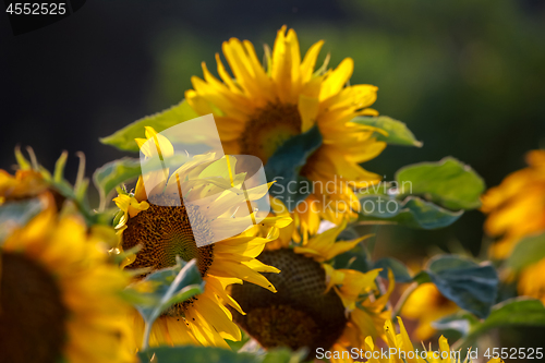 Image of Sunflowers on meadow in Latvia.