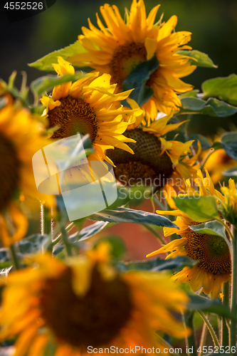 Image of Sunflowers on meadow in Latvia.