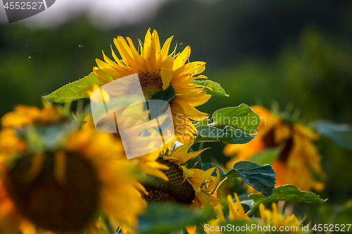 Image of Sunflowers on meadow in Latvia.