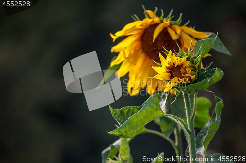 Image of Sunflowers on meadow in Latvia.