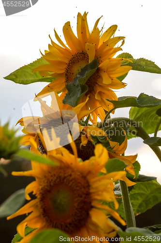 Image of Field with sunflowers in Latvia.