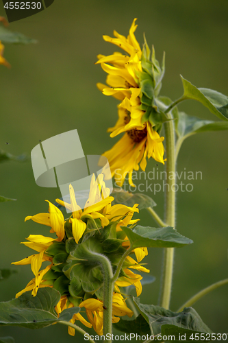 Image of Sunflowers on meadow in Latvia.