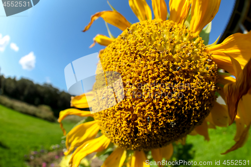 Image of Sunflower on meadow in Latvia.