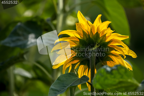 Image of Sunflowers on meadow in Latvia.