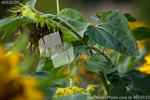 Image of Sunflowers on meadow in Latvia.