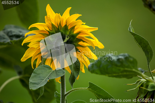 Image of Sunflower on meadow in Latvia.