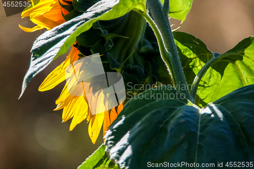 Image of Closeup on sunflower from behind.