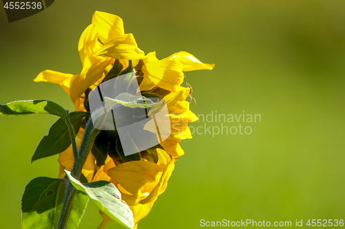 Image of Sunflower on meadow in Latvia.