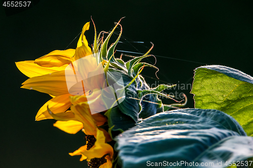 Image of Sunflower on meadow in Latvia.