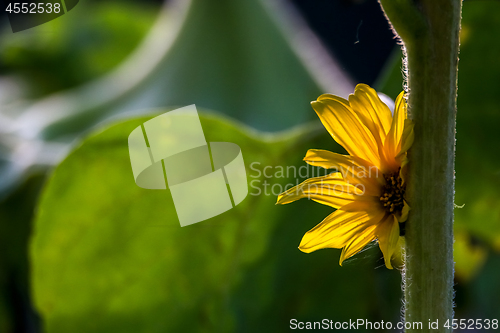 Image of Sunflower on meadow in Latvia.