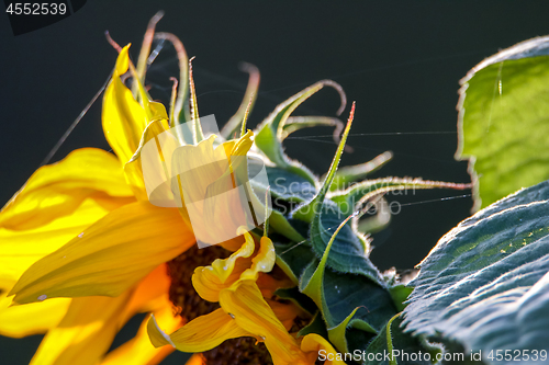 Image of flowers on meadow in Latvia.