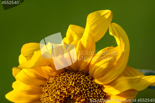 Image of Closeup of sunflower abstract fragment.