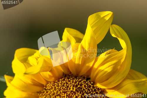 Image of Closeup of sunflower abstract fragment.