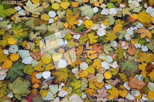 Image of Fallen tree leaves in Latvia.