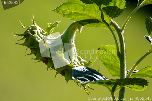 Image of Sunflower on green meadow background.