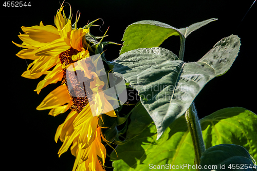 Image of Sunflower on the black background