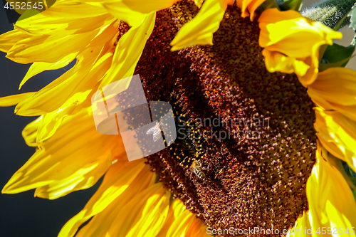 Image of Closeup of bees on sunflower