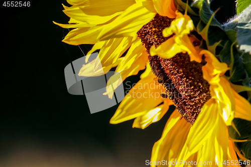 Image of Closeup of bees on sunflower