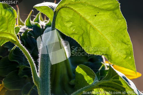 Image of Fragment of sunflower from behind.