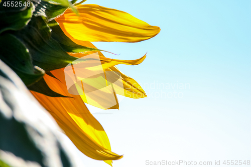 Image of Fragment of sunflower on blue sky.