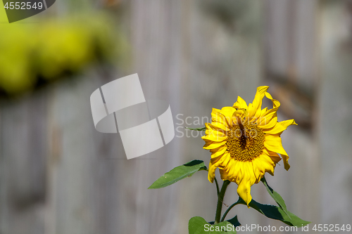Image of Sunflower on the gray background.