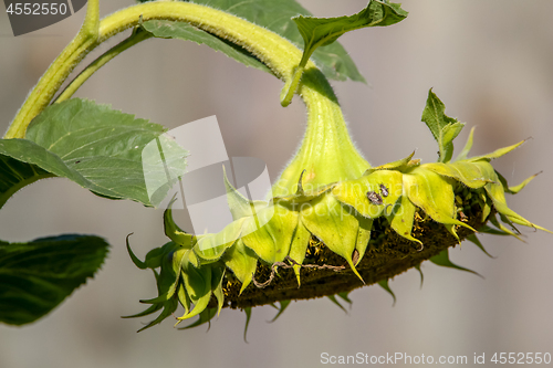 Image of Sunflower with insects on gray background.